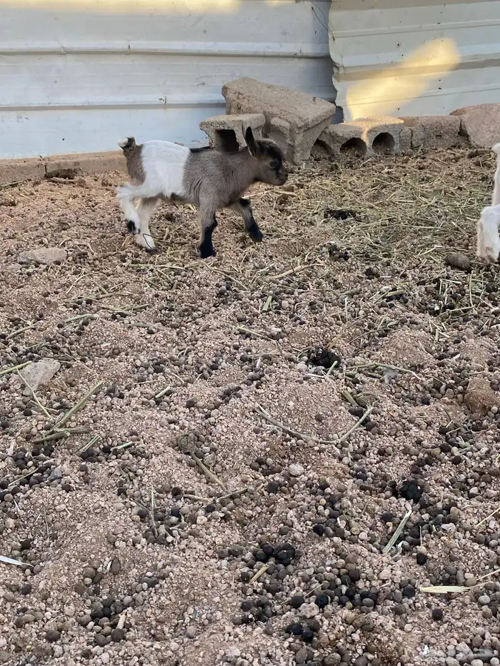 قزمي بيور جميل ابيض صافي قصير جدا 3