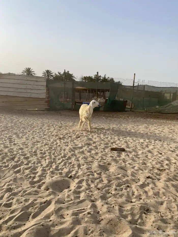 مشروع فحل حري ( تم البيع ) 8