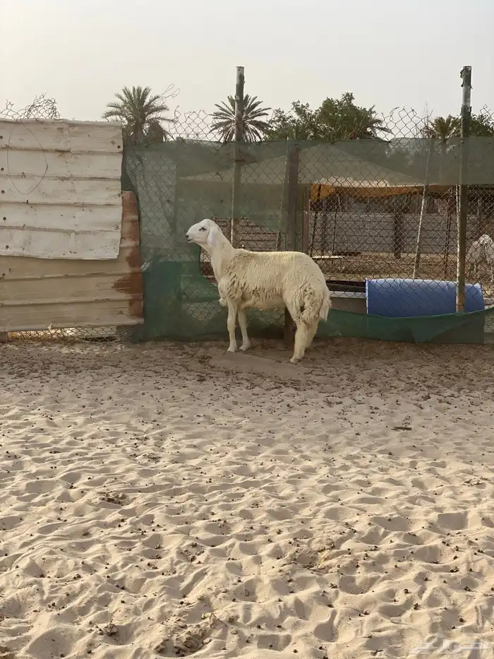 مشروع فحل حري ( تم البيع ) 6