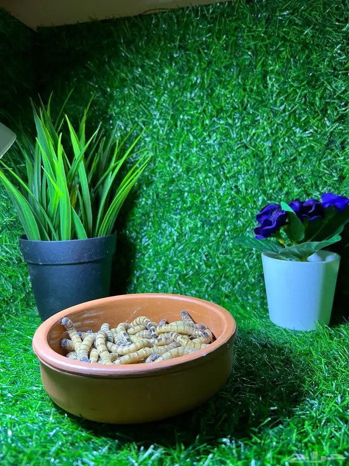 دود عتل super mealworms 1