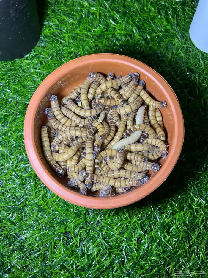 دود عتل super mealworms 2