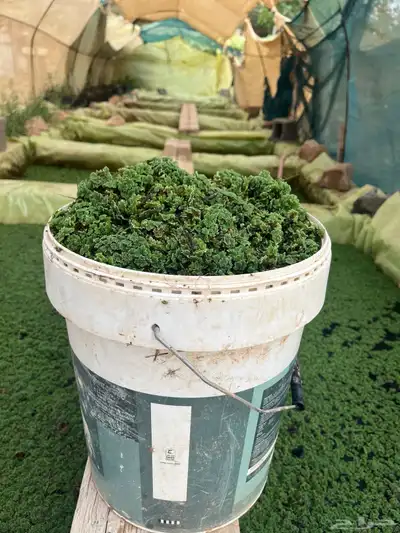 ازولا امهات زراعيه 2