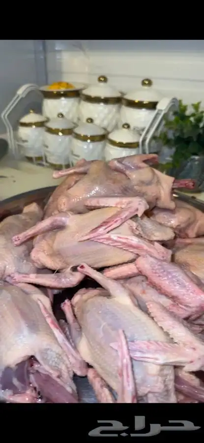 زغليل حمام فرنسي 2