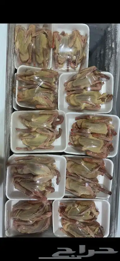 زغليل حمام فرنسي 1