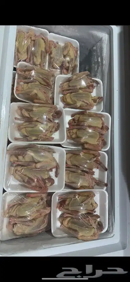 زغليل حمام فرنسي 0