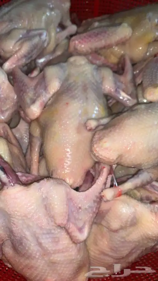 زغليل حمام فرنسي 4