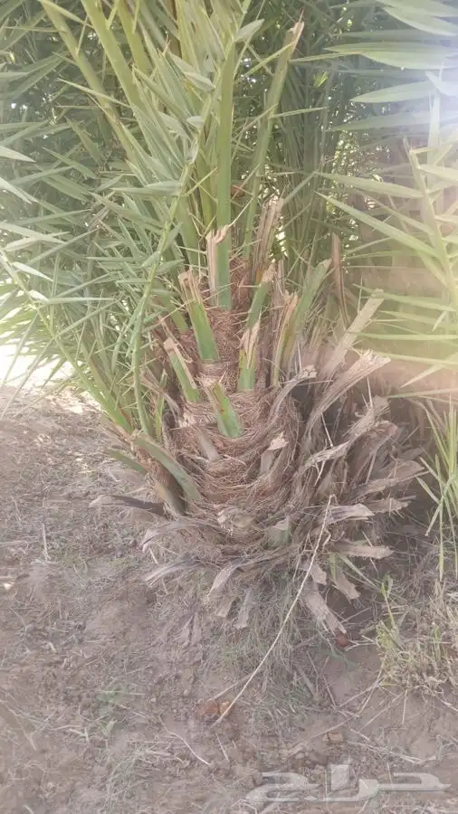 نخل نخيل 0
