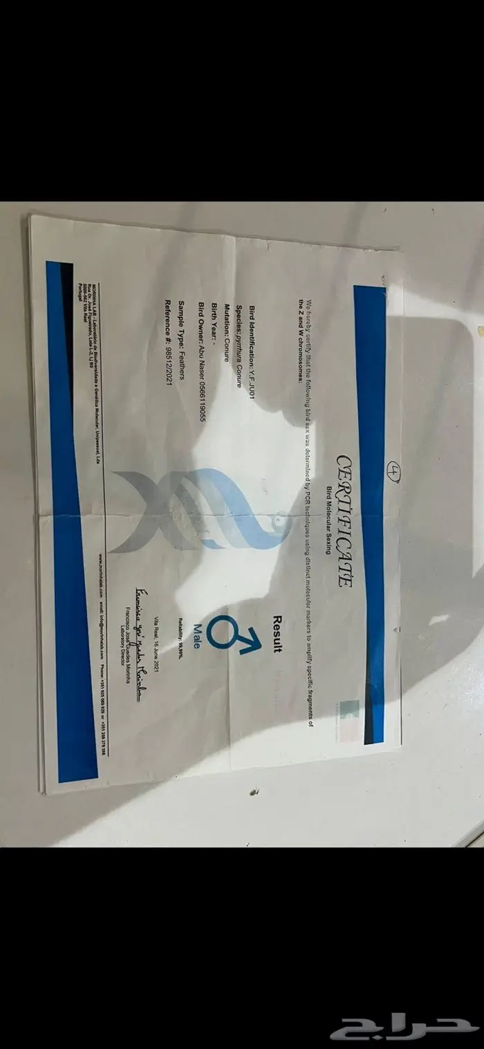 جوز كنيور اناناس تم البيع 5