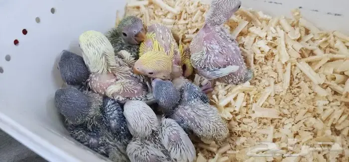 طيور فروخ روز يقبلو الغر بشراهه 2