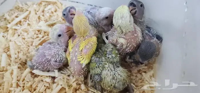 طيور فروخ روز يقبلو الغر بشراهه 3