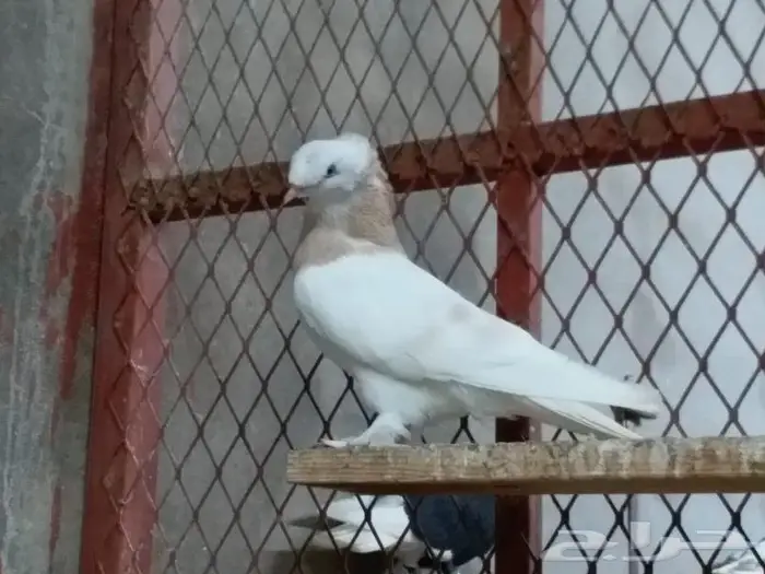 حمام تركي ليموني جده ذهبان 2