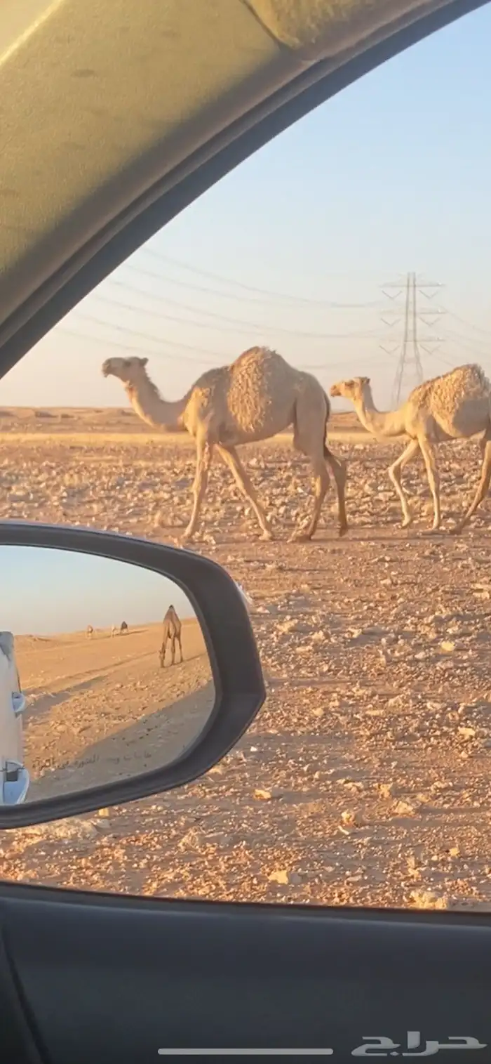 بكار صفرا وشقحى 2