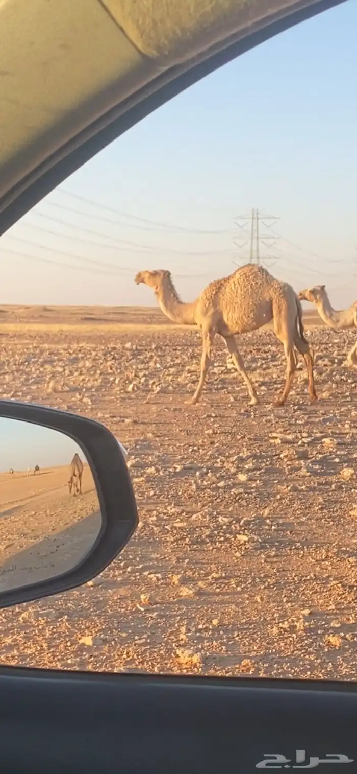 بكار صفرا وشقحى 1