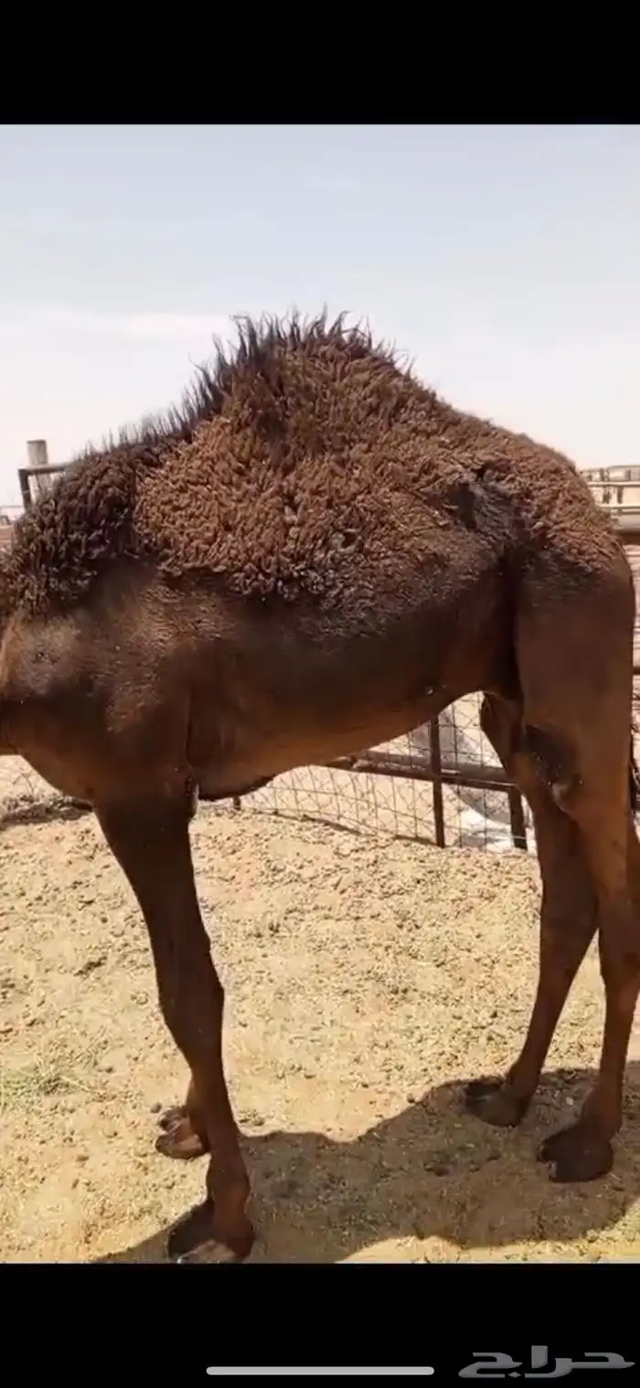 حشو للبيع قعدان وبكار مفاريد وحقايق 0