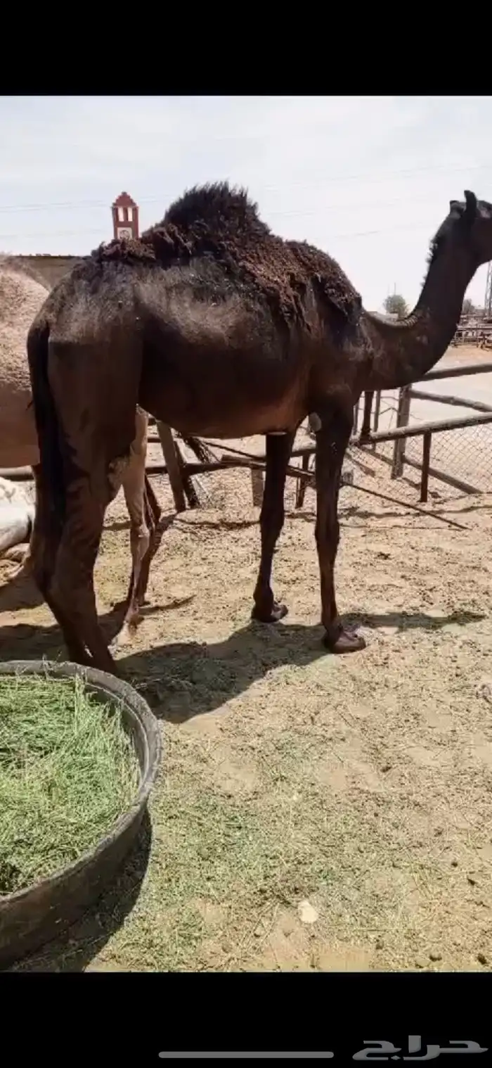 حشو للبيع قعدان وبكار مفاريد وحقايق 2