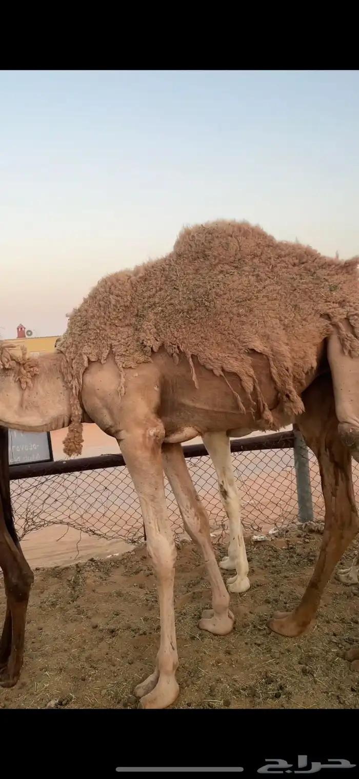 حشو للبيع قعدان وبكار مفاريد وحقايق 5