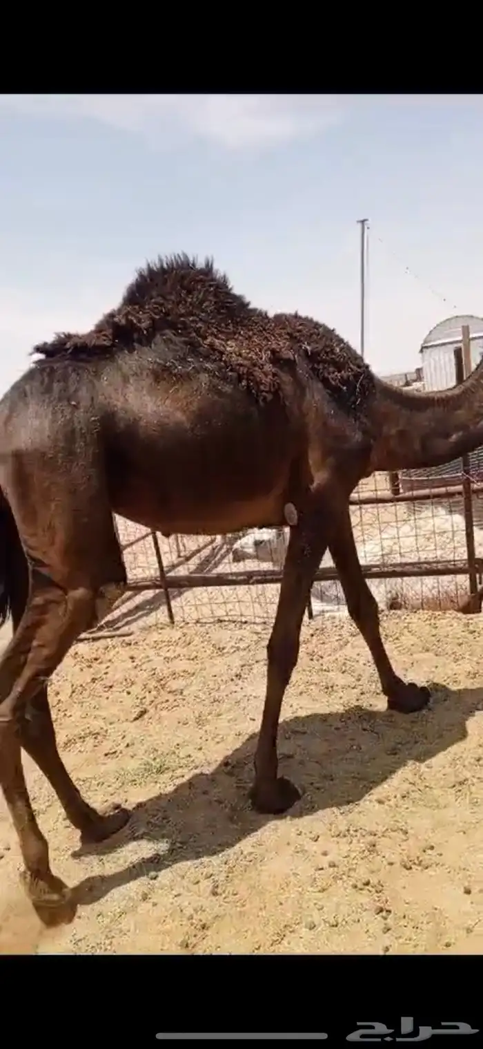 حشو للبيع قعدان وبكار مفاريد وحقايق 3