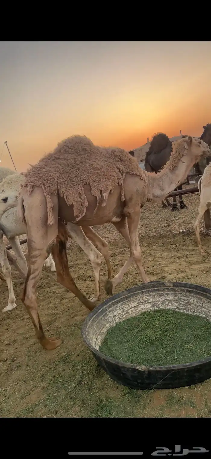 حشو للبيع قعدان وبكار مفاريد وحقايق 9