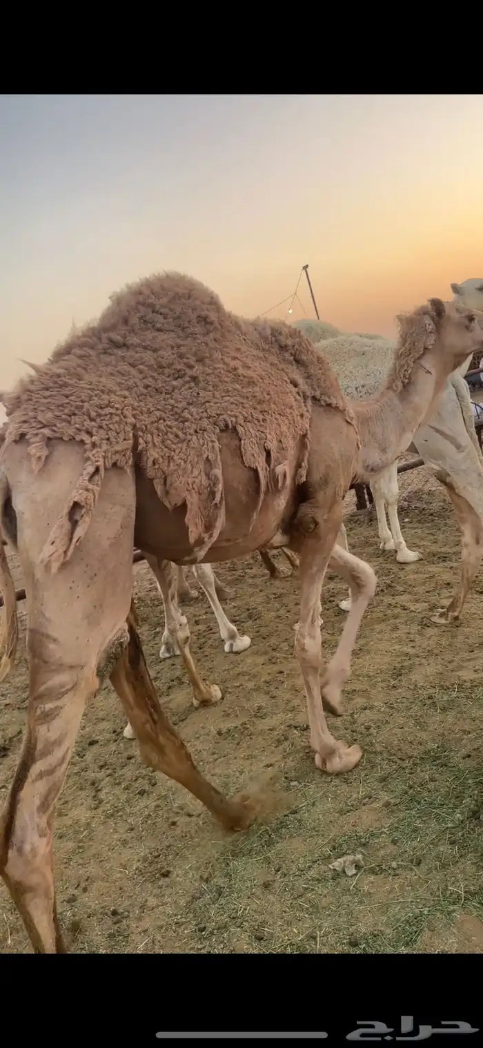 حشو للبيع قعدان وبكار مفاريد وحقايق 6