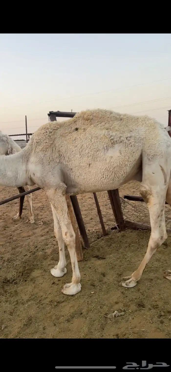 حشو للبيع قعدان وبكار مفاريد وحقايق 7