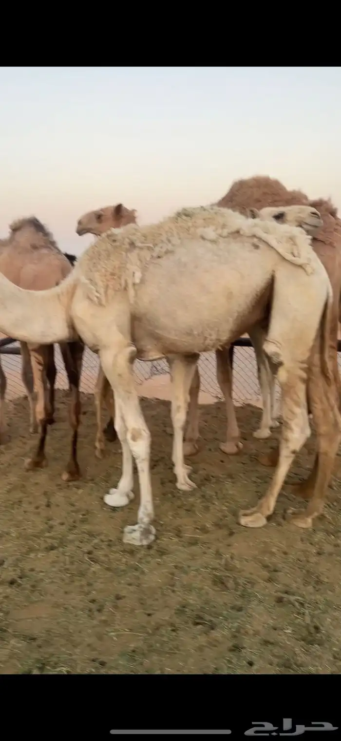 حشو للبيع قعدان وبكار مفاريد وحقايق 8