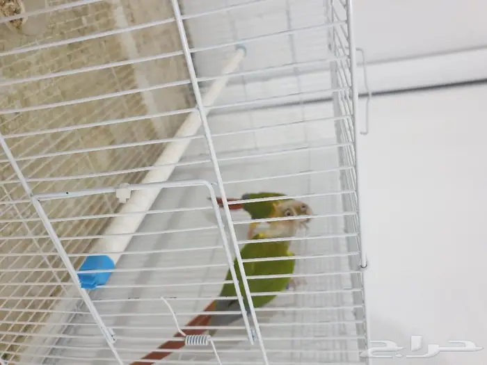 جوز كنيور اناناس تم البيع 0