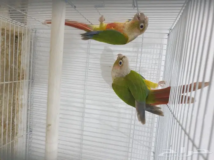 جوز كنيور اناناس تم البيع 1