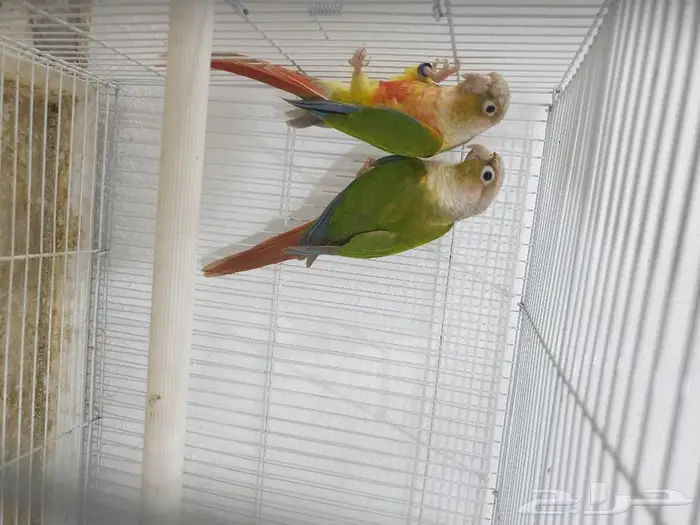 جوز كنيور اناناس تم البيع 2