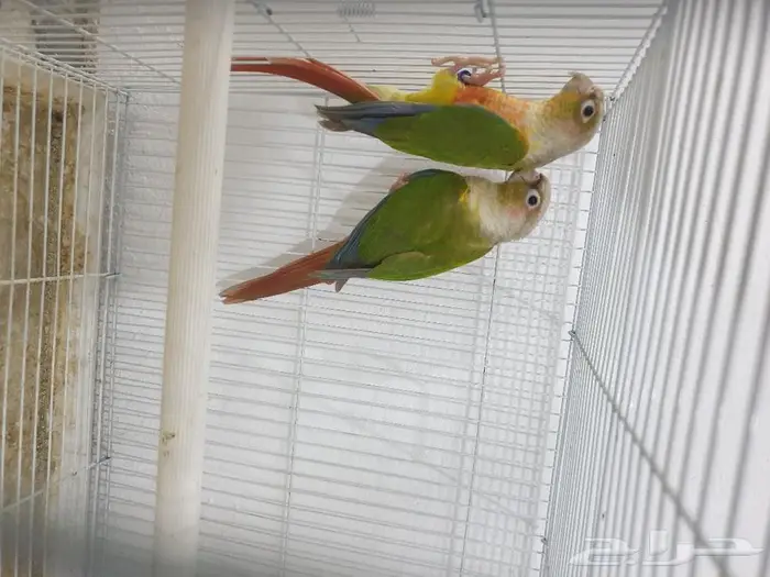 جوز كنيور اناناس تم البيع 3