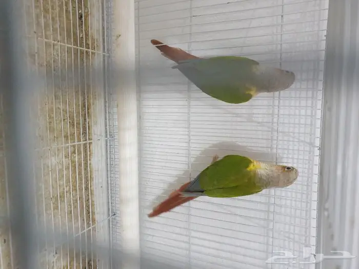 جوز كنيور اناناس تم البيع 6