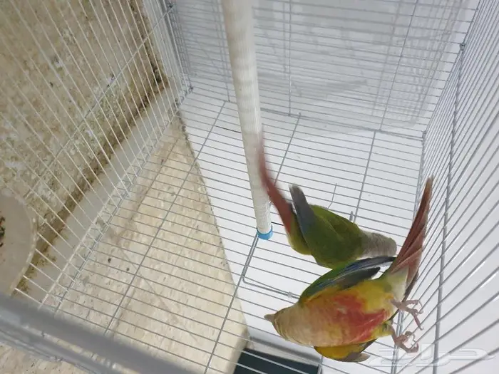 جوز كنيور اناناس تم البيع 7