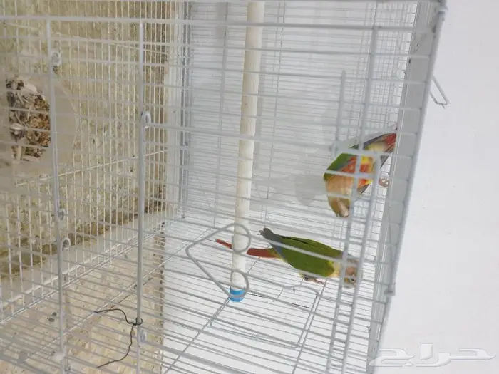 جوز كنيور اناناس تم البيع 8