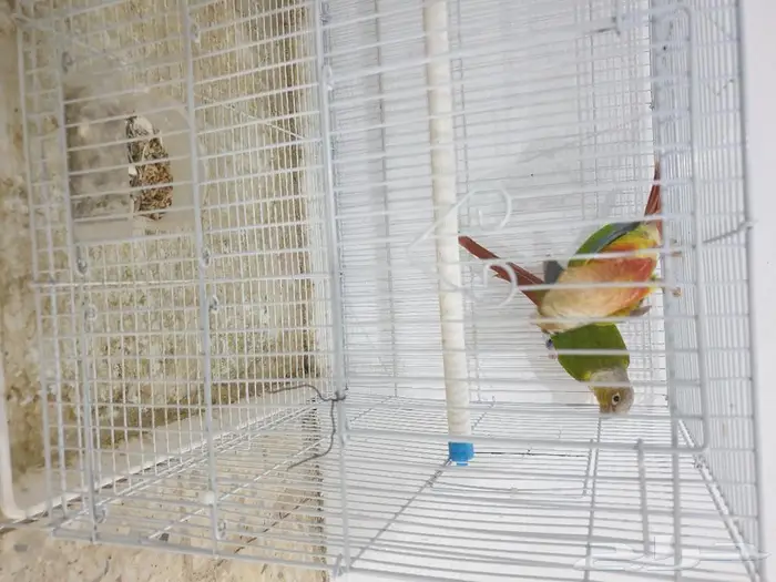 جوز كنيور اناناس تم البيع 9