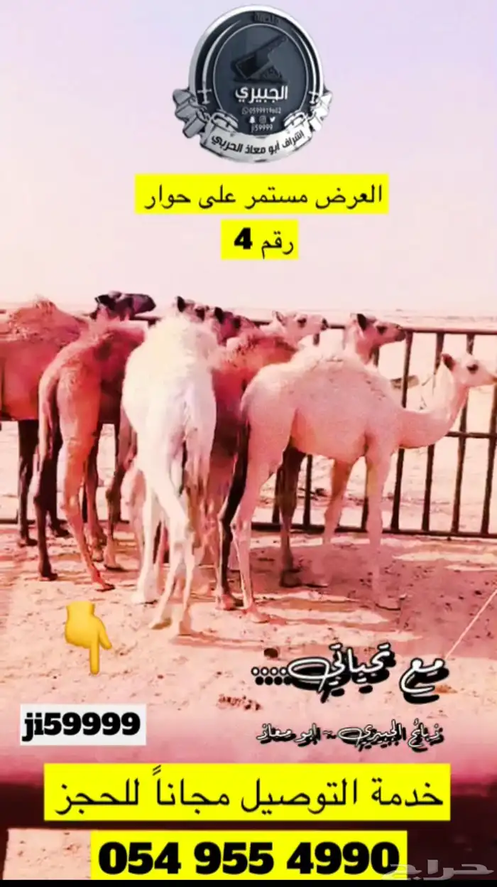 حاشي بالربع والنص وعليه عرض وحري وسواكني ذبيحة كامله 3
