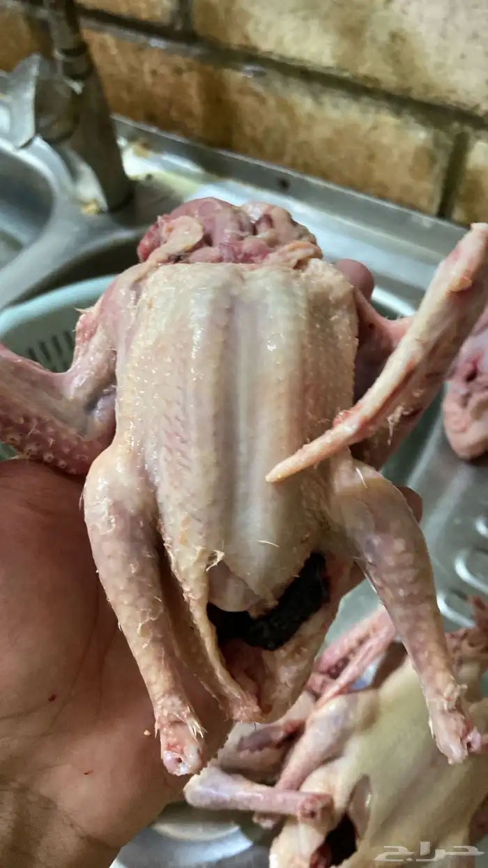 علف حمام بروتين 17 فاخر 4