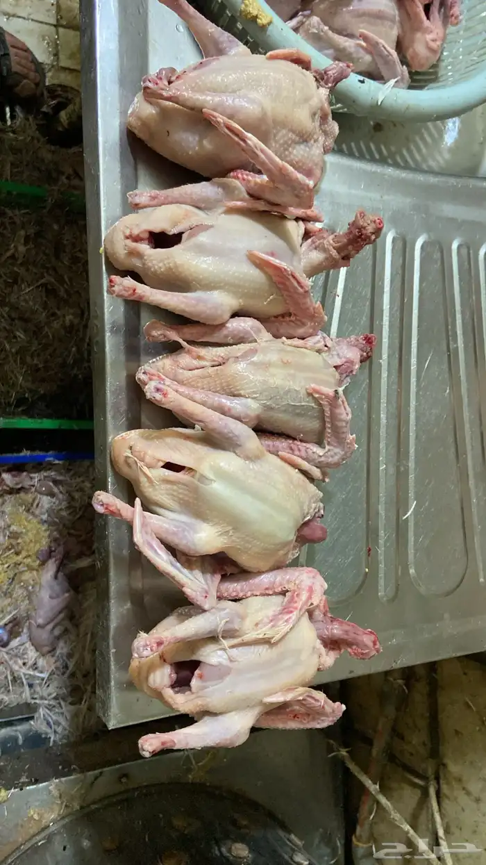 علف حمام بروتين 17 فاخر 5