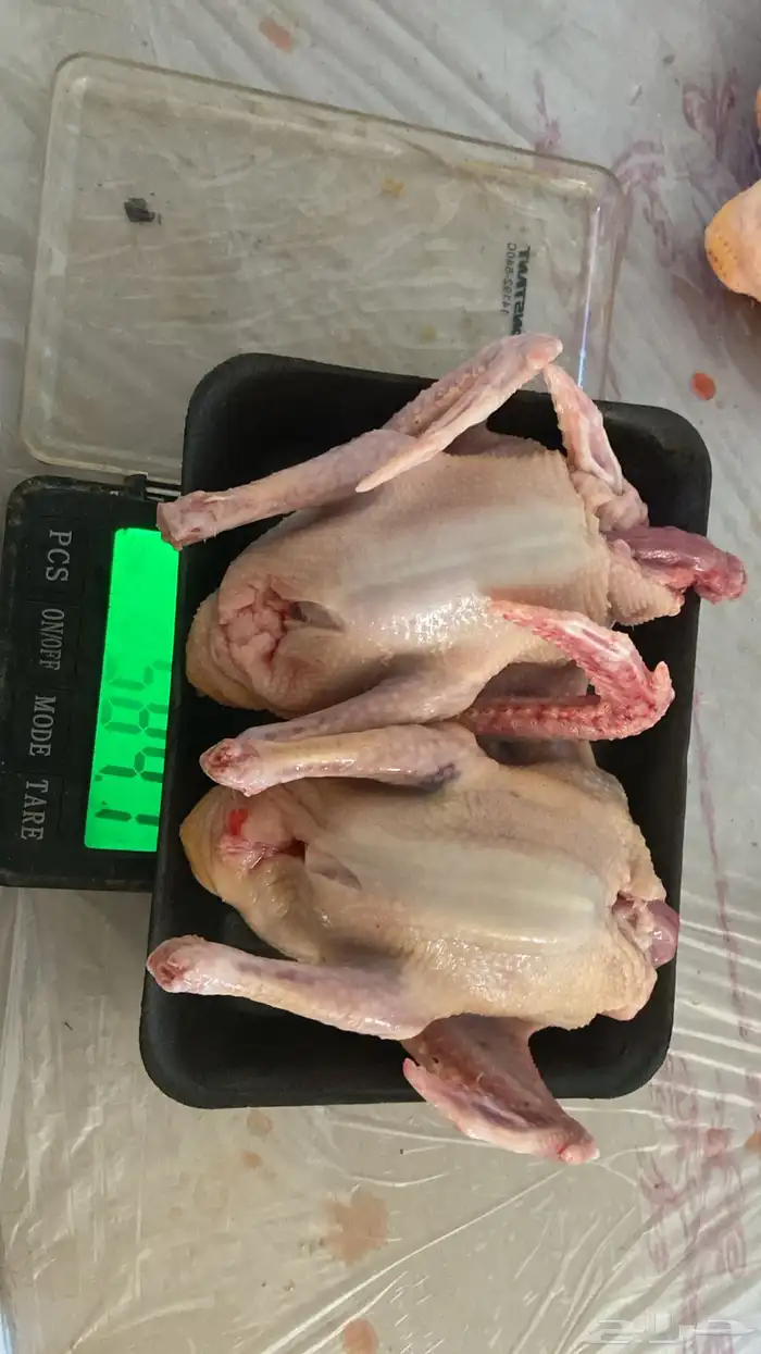 علف حمام بروتين 17 فاخر 1