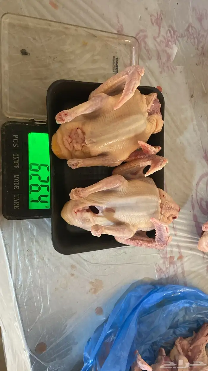 علف حمام بروتين 17 فاخر 2