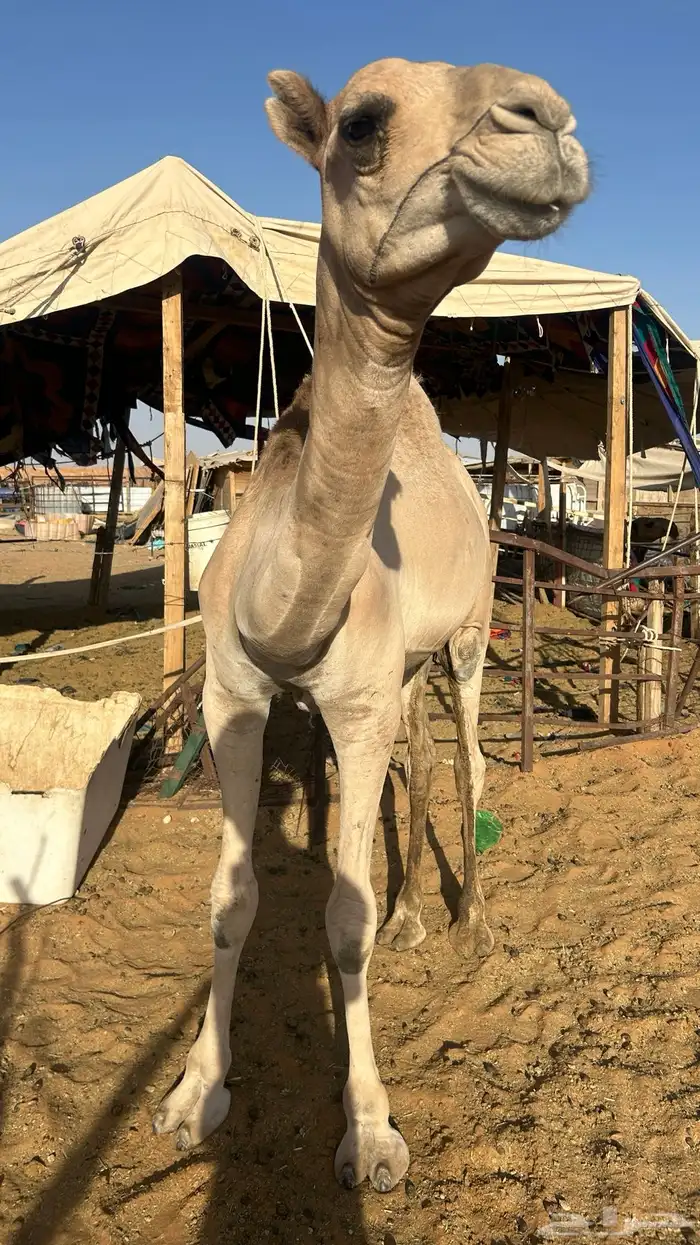 قعود على السوم لصامل 6