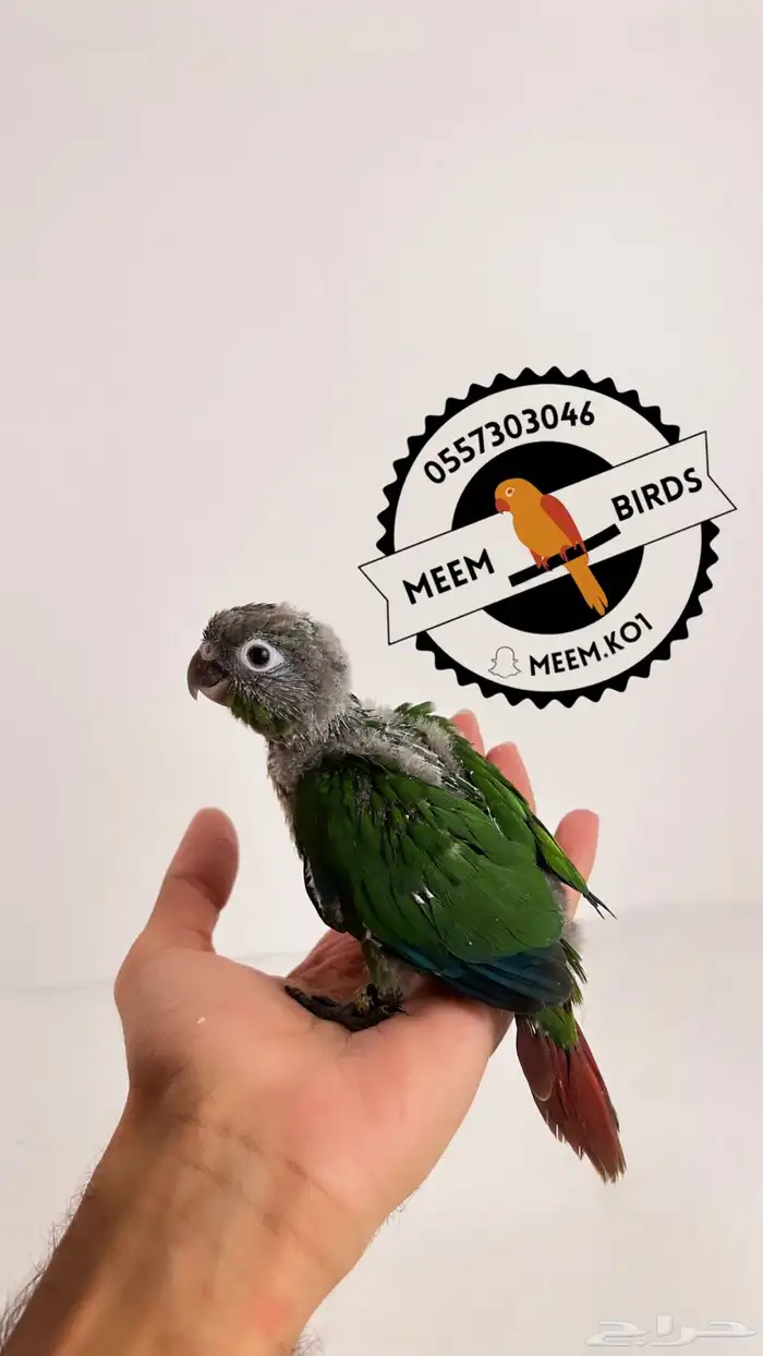 فرخ كنيور قرين شيك 0