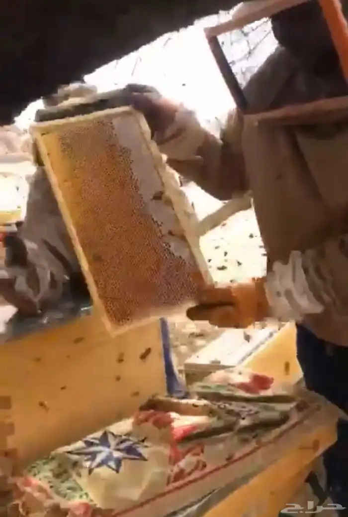 عسل طلح حائل طبيعي وعضوي 3