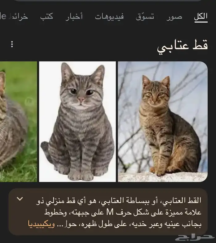 قط عتابي بريطاني للتبني 4