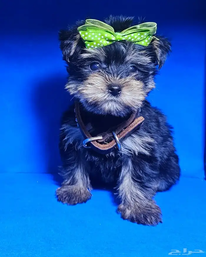 للبيع يوركي شاير ميني Yorkshire mini for sell 2