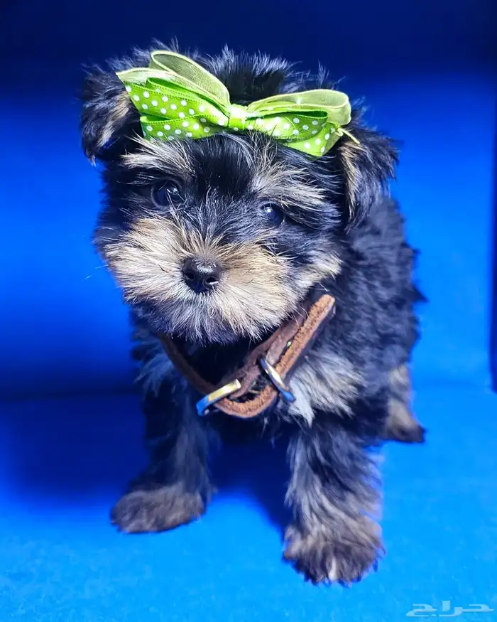 للبيع يوركي شاير ميني Yorkshire mini for sell 1