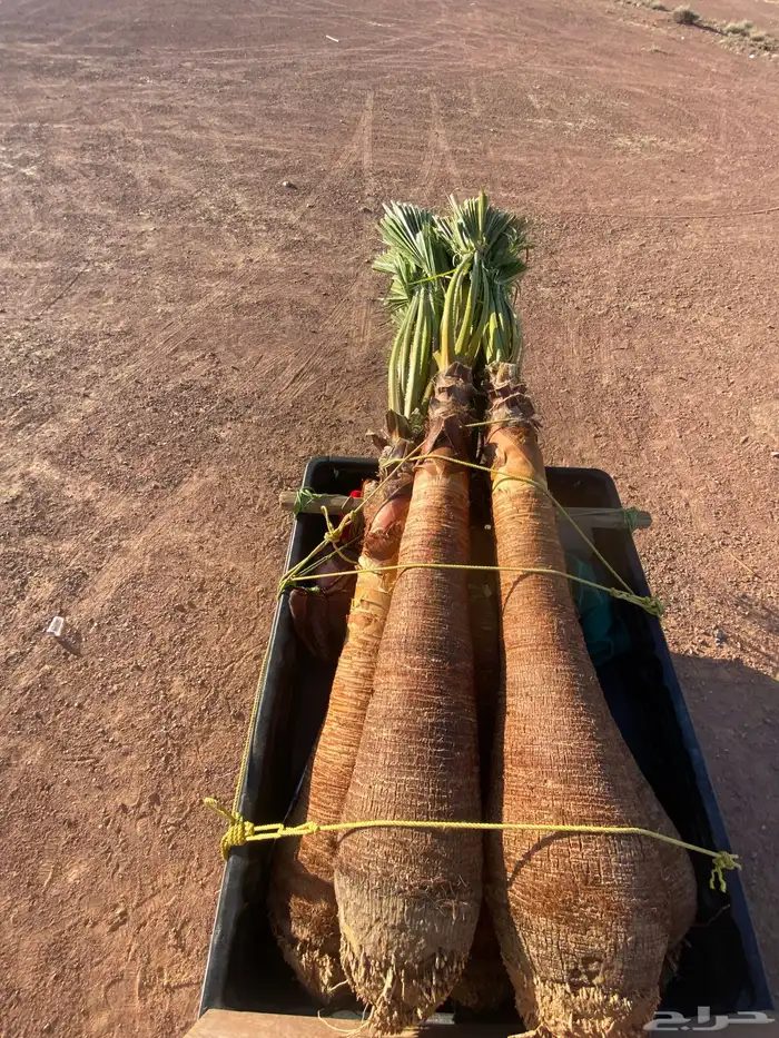 واشنطني زينه 1