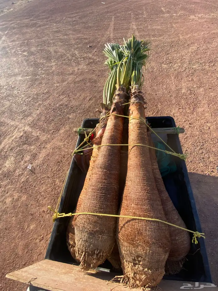 واشنطني زينه 4