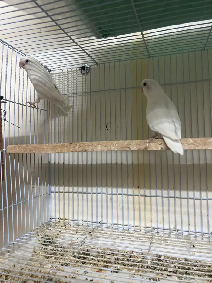 للبيع جوز روز البينو منتج شرط(( تم البيع )) 0