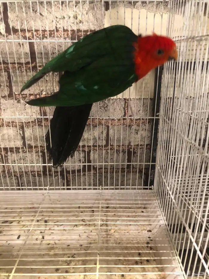 كينق باروت من اندر النواد ذكر 0