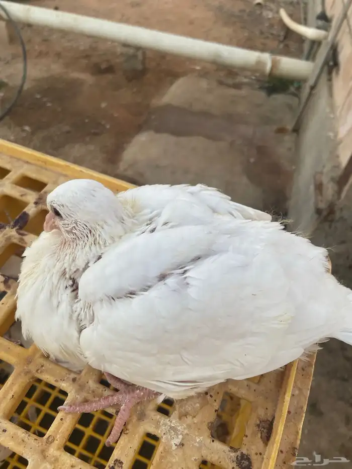 علف حمام بروتين 17 فاخر 7