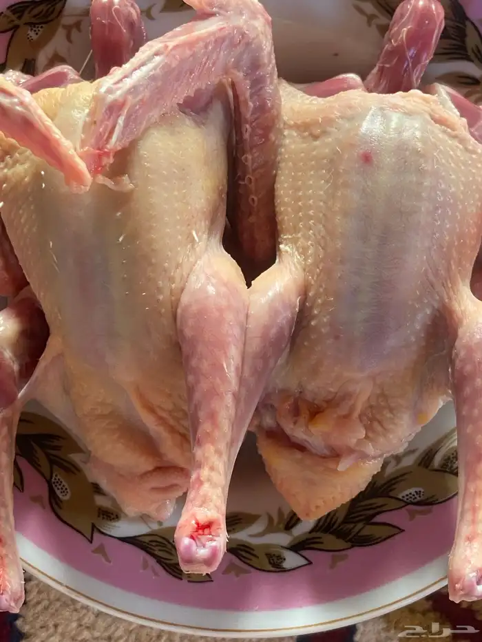 علف حمام بروتين 17 فاخر 11